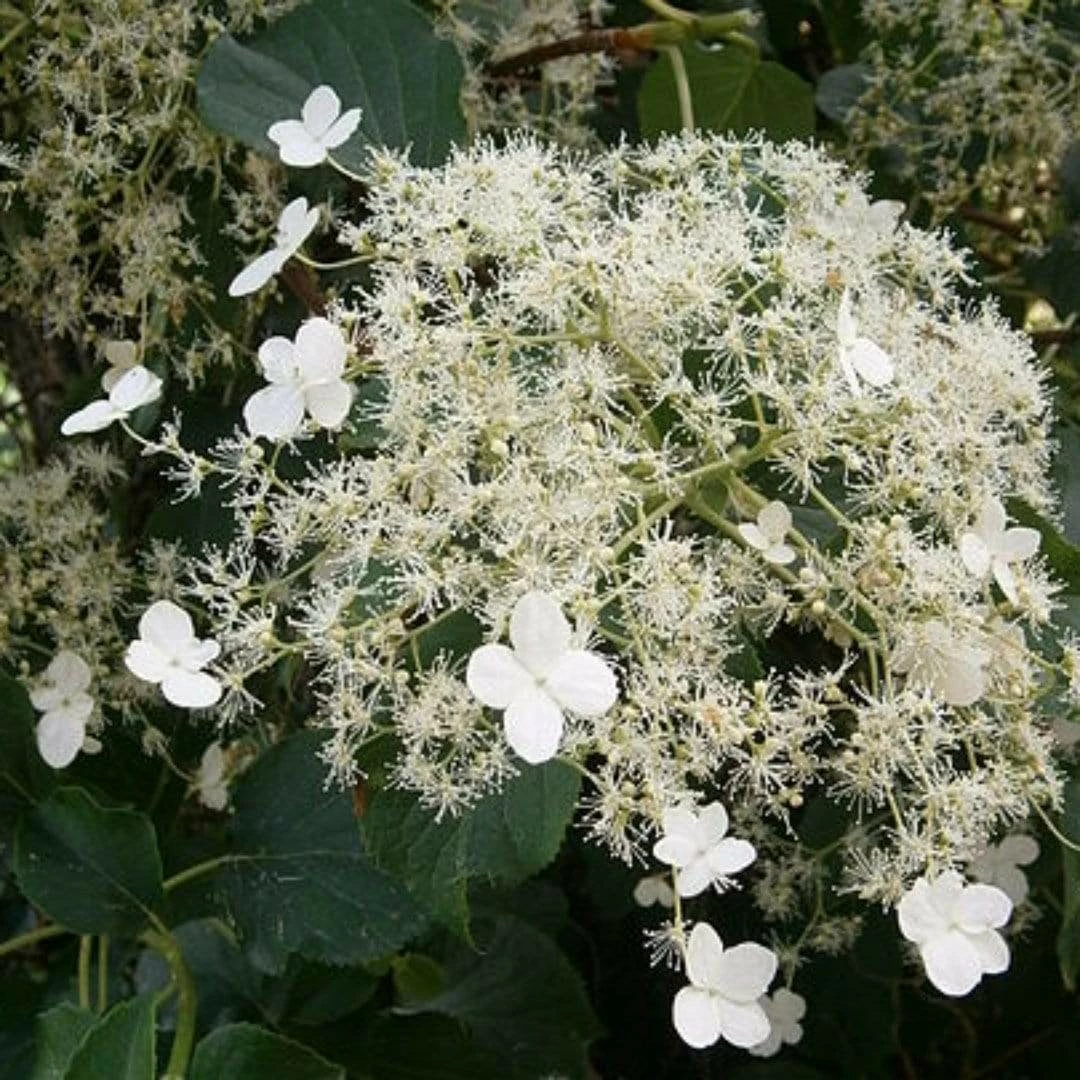 Roots Plants Hydrangea 'Petiolaris' | On A 90cm Cane In A 3L Pot 3 Roots Plants Hydrangea 'Petiolaris' | On A 90cm Cane In A 3L Pot