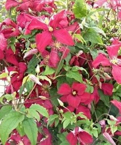 Roots Plants Clematis Viticella 'Madame Julia Corevon'| On A 90cm Cane In A 3L Pot