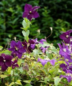 Roots Plants Clematis Viticella'Etoile Violette' | On A 90cm Cane In A 3L Pot