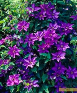 Roots Plants Clematis 'The President' | On A 90cm Cane In A 3L Pot