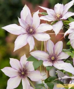 Roots Plants Clematis 'Samaritan Jo' | On A 90cm Cane In A 3L Pot