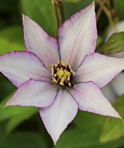 Roots Plants Clematis 'Samaritan Jo' | On A 90cm Cane In A 3L Pot