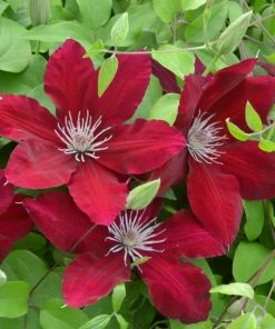 Roots Plants Clematis 'Rebecca' | On A 90cm Cane In A 3L Pot
