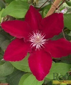 Roots Plants Clematis 'Rebecca' | On A 90cm Cane In A 3L Pot 7 Roots Plants Clematis 'Rebecca' | On A 90cm Cane In A 3L Pot