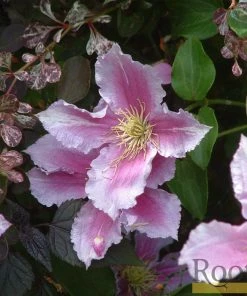 Roots Plants Clematis 'Piilu' On A 90cm Cane In A 3L Pot