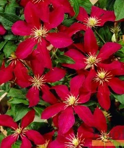 Roots Plants Clematis 'Niobe' | On A 90cm Cane In A 3L Pot