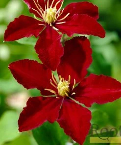 Roots Plants Clematis 'Niobe' | On A 90cm Cane In A 3L Pot