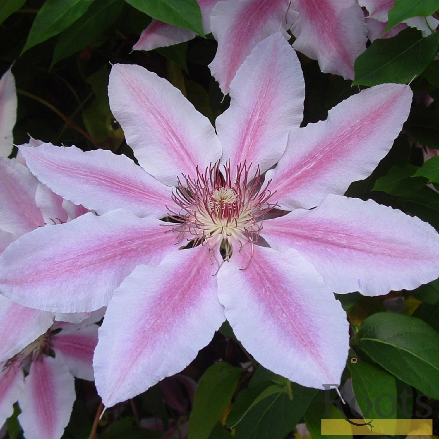 Roots Plants Clematis 'Nelly Moser' | On A 90cm Cane In A 3L Pot 4 Roots Plants Clematis 'Nelly Moser' | On A 90cm Cane In A 3L Pot