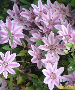 Roots Plants Clematis 'Nelly Moser' | On A 90cm Cane In A 3L Pot 11 Roots Plants Clematis 'Nelly Moser' | On A 90cm Cane In A 3L Pot
