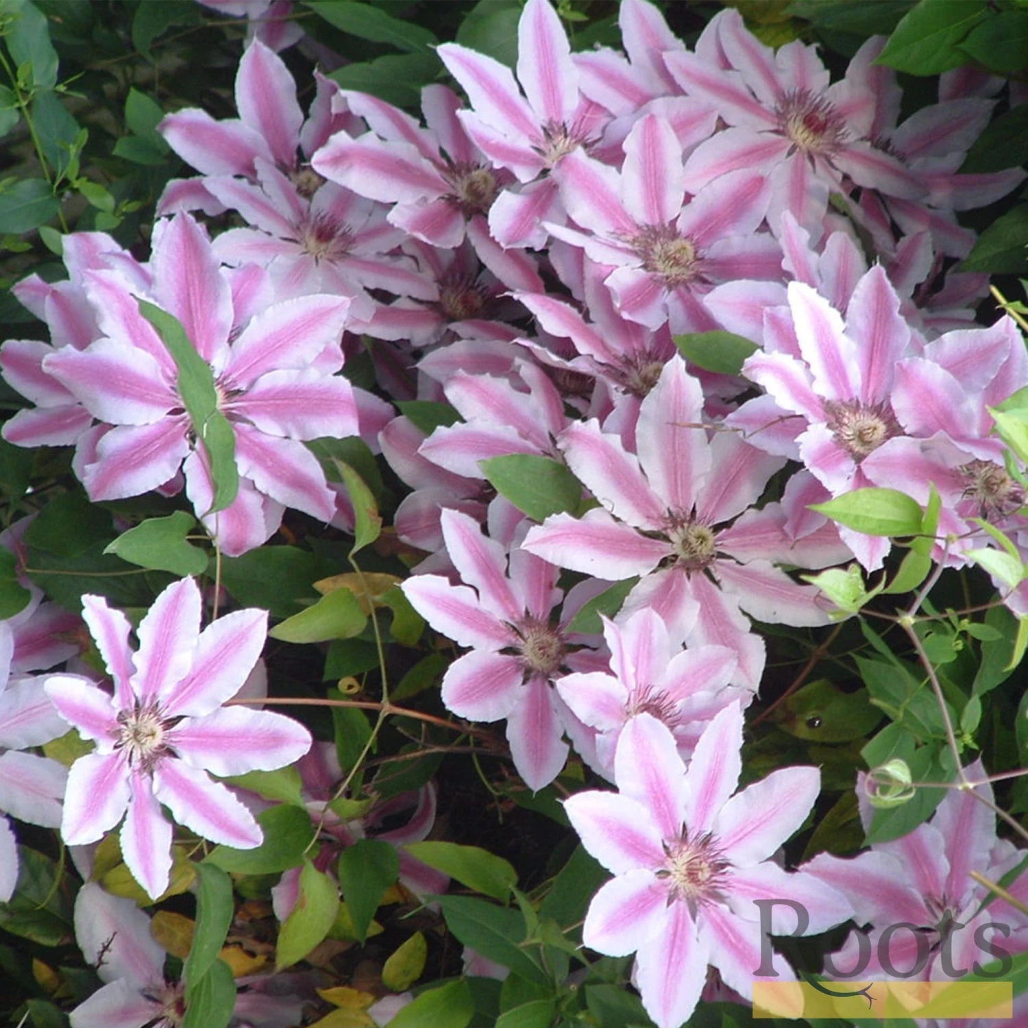 Roots Plants Clematis 'Nelly Moser' | On A 90cm Cane In A 3L Pot 5 Roots Plants Clematis 'Nelly Moser' | On A 90cm Cane In A 3L Pot