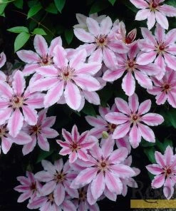 Roots Plants Clematis 'Nelly Moser' | On A 90cm Cane In A 3L Pot 13 Roots Plants Clematis 'Nelly Moser' | On A 90cm Cane In A 3L Pot