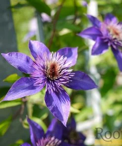 Roots Plants Clematis 'Multi-Blue' | On A 90cm Cane In A 3L Pot