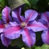Roots Plants Clematis 'Mrs Norman Thompson' | On A 90cm Cane In A 3L Pot