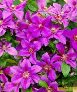 Roots Plants Clematis 'Mrs Norman Thompson' | On A 90cm Cane In A 3L Pot