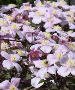 Roots Plants Clematis 'Montana Mayleen' | On A 90cm Cane In A 3L Pot