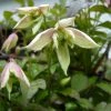 Roots Plants Clematis 'Montana Marjorie' | On A 90cm Cane In A 3L Pot