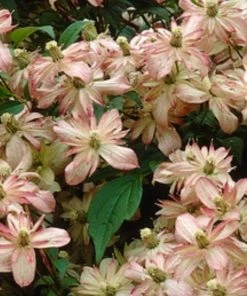Roots Plants Clematis 'Montana Marjorie' | On A 90cm Cane In A 3L Pot