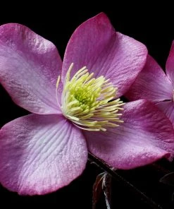 Roots Plants Clematis 'Montana Elizabeth' | On A 90cm Cane In A 3L Pot