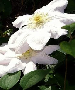 Roots Plants Clematis'Marie Boisselot' | On A 90cm Cane In A 3L Pot