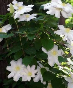 Roots Plants Clematis 'Marie Boisselot' | On A 90cm Cane In A 3L Pot 5 Roots Plants Clematis 'Marie Boisselot' | On A 90cm Cane In A 3L Pot
