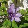 Roots Plants Clematis 'Margaret Hunt' | On A 90cm Cane In A 3L Pot