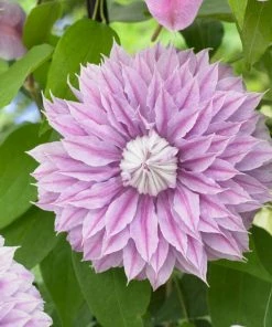 Roots Plants Clematis'Josephine (Evijohill)' | On A 90cm Cane In A 3L Pot