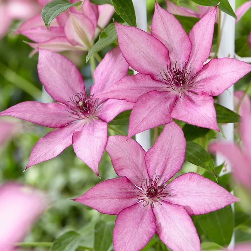 Roots Plants Clematis 'Giselle' | On A 90cm Cane In A 3L Pot 4 Roots Plants Clematis 'Giselle' | On A 90cm Cane In A 3L Pot