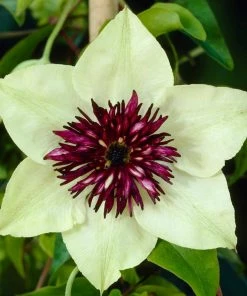Roots Plants Clematis 'Florida Sieboldii' | On A 90cm Cane In A 3L Pot