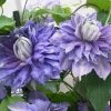Roots Plants Clematis 'Diamantina' | On A 90cm Cane In A 3L Pot