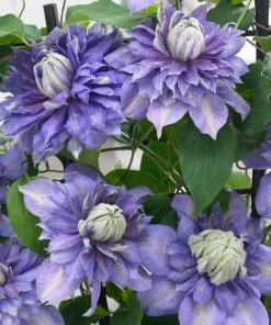 Roots Plants Clematis 'Diamantina' | On A 90cm Cane In A 3L Pot