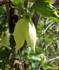 Roots Plants Clematis Cirrhosa 'Wisley Cream' | On A 90cm Cane In A 3L Pot 6 Roots Plants Clematis Cirrhosa 'Wisley Cream' | On A 90cm Cane In A 3L Pot