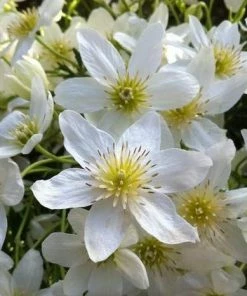 Roots Plants Clematis 'Cartmanii Joe' | On A 90cm Cane In A 3L Pot