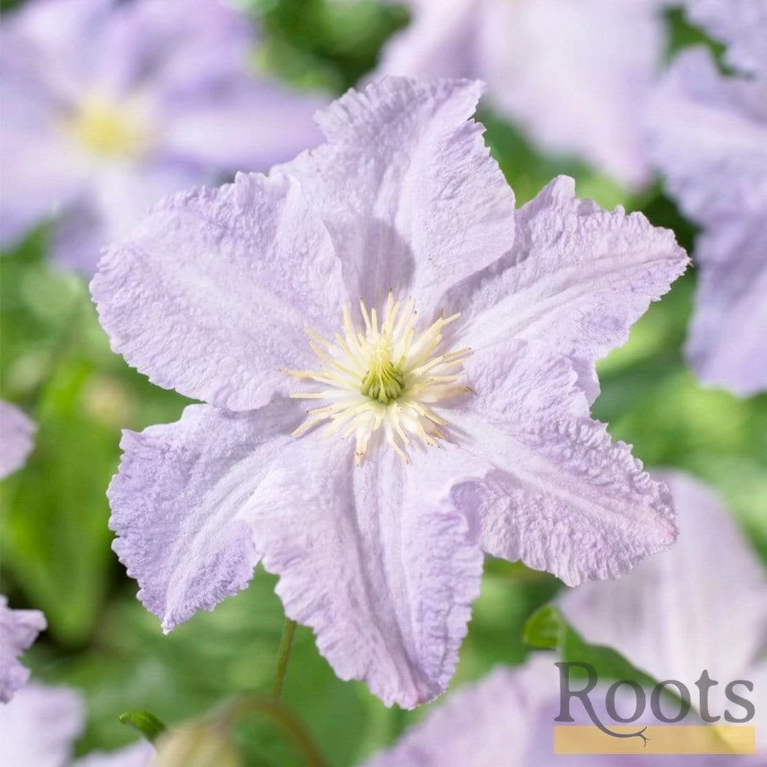 Roots Plants Clematis 'Blue Angel' | On A 90cm Cane In A 3L Pot 4 Roots Plants Clematis 'Blue Angel' | On A 90cm Cane In A 3L Pot