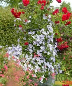 Roots Plants Clematis 'Blue Angel' | On A 90cm Cane In A 3L Pot 7 Roots Plants Clematis 'Blue Angel' | On A 90cm Cane In A 3L Pot