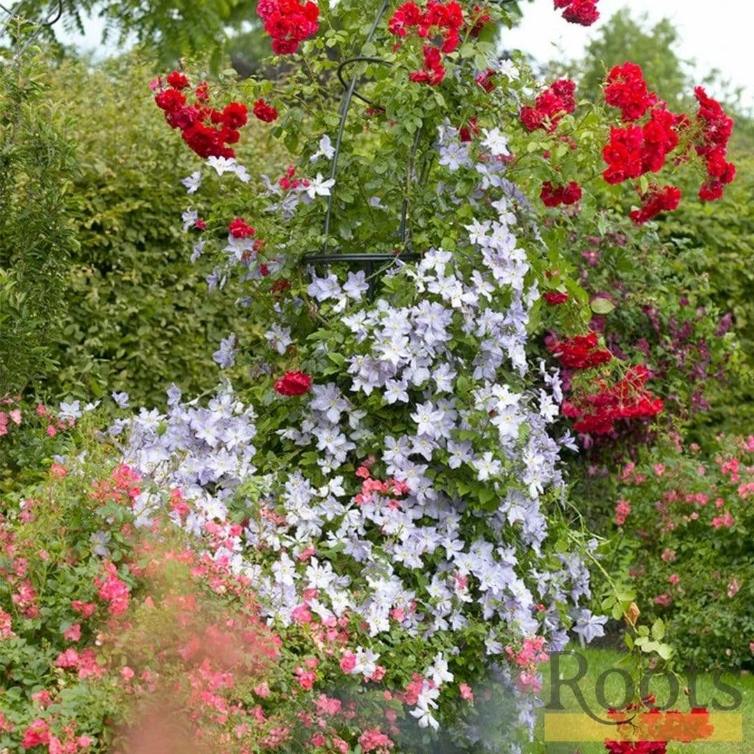 Roots Plants Clematis 'Blue Angel' | On A 90cm Cane In A 3L Pot 5 Roots Plants Clematis 'Blue Angel' | On A 90cm Cane In A 3L Pot