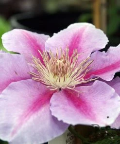 Roots Plants Clematis 'Bees Jubilee' | On A 90cm Cane In A 3L Pot