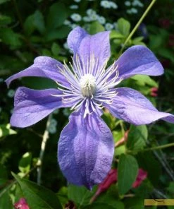 Roots Plants Clematis 'Arabella' | On A 90cm Cane In A 3L Pot