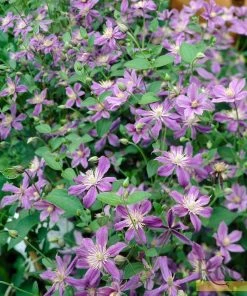 Roots Plants Clematis 'Arabella' | On A 90cm Cane In A 3L Pot