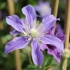 Roots Plants Clematis 'Arabella' | On A 90cm Cane In A 3L Pot 1 Roots Plants Clematis 'Arabella' | On A 90cm Cane In A 3L Pot