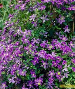 Roots Plants Clematis 'Arabella' | On A 90cm Cane In A 3L Pot