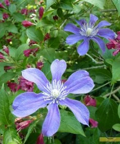 Roots Plants Clematis 'Arabella' | On A 90cm Cane In A 3L Pot