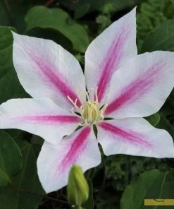 Roots Plants Clematis 'Andromeda' | On A 90cm Cane In A 3L Pot