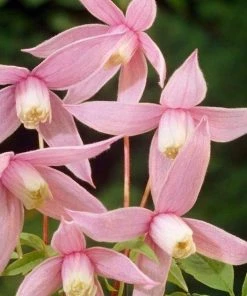 Roots Plants Clematis Alpina 'Willy' | On A 90cm Cane In A 3L Pot