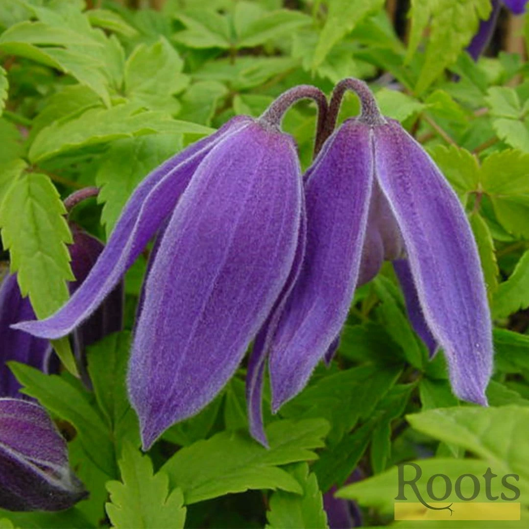 Roots Plants Clematis Alpina 'Cyanea' | On A 90cm Cane In A 3L Pot 4 Roots Plants Clematis Alpina 'Cyanea' | On A 90cm Cane In A 3L Pot
