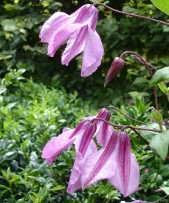 Roots Plants Clematis 'Aljonushka' | On A 90cm Cane In A 3L Pot