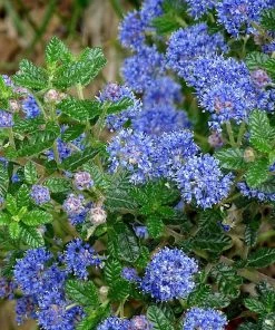 Roots Plants Ceanothus 'Puget Blue | On A 90cm Cane In A 3L Pot