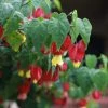 Roots Plants Abutilon 'Megapotamicum' | On A 90cm Cane In A 3L Pot Other Climbing Plants