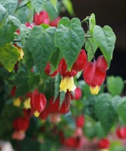 Roots Plants Abutilon 'Megapotamicum' | On A 90cm Cane In A 3L Pot Other Climbing Plants