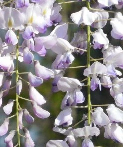 Roots Plants Wisteria Floribunda 'Macrobotrys' | Japanese Wisteria | On A 90cm Cane In A 3L Pot 9 Roots Plants Wisteria Floribunda 'Macrobotrys' | Japanese Wisteria | On A 90cm Cane In A 3L Pot