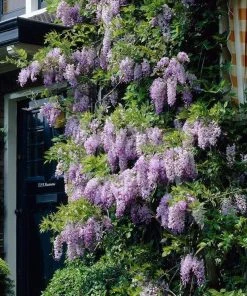 Roots Plants Wisteria Sinensis | Chinese Wisteria | On A 90cm Cane In A 3L Pot 8 Roots Plants Wisteria Sinensis | Chinese Wisteria | On A 90cm Cane In A 3L Pot